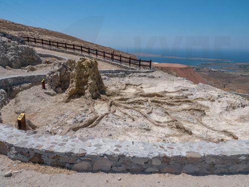 «Ξαναζωντανεύει» ένα δένδρο ηλικίας 18 εκατομμυρίων ετών στη Μυτιλήνη