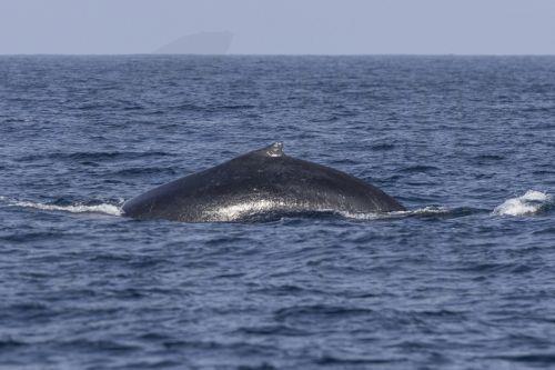 Ανακαλύφθηκε προϊστορική φάλαινα στην Αυστραλία