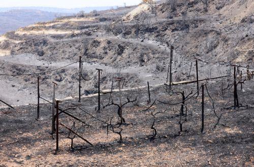 Η Έφορος Ελέγχου Κρατικών Ενισχύσεων ενέκρινε το σχέδιο €3 εκ. για αποκατάσταση περιβάλλοντος λόγω πυρκαγιάς
