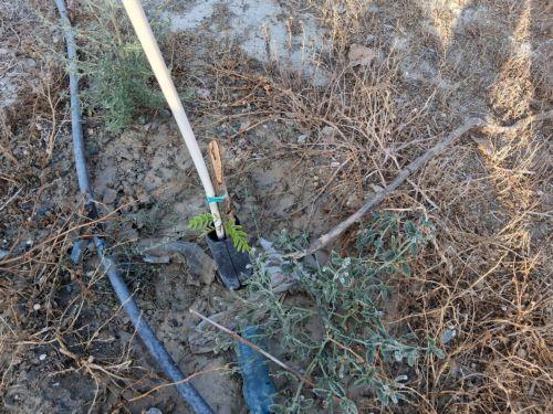 Ζημιές σε δέντρα κοντά στο Γυμνάσιο Βεργίνας, ο Δ.Λάρνακας ζητά από πολίτες να αναφέρουν τέτοια περιστατικά