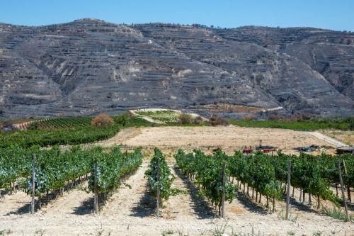 Συνεχίζουμε με ακόμα πιο στοχευμένες δράσεις, λέει η Παναγιώτου για κίνητρα για νέους αμπελώνες