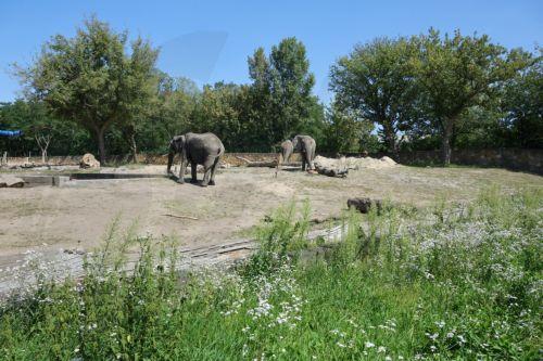 Σφοδρές πλημμύρες επηρεάζουν άγρια καταφύγια ζώων στην Ινδία