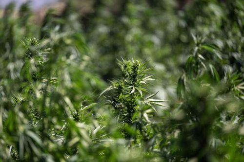 Συνελήφθη 81χρονος για υπόθεση καλλιέργειας και κατοχής κάνναβης στη Λάρνακα