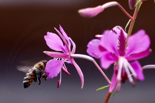 Απαραίτητη η εγγραφή στο Μητρώο Μελισσοκόμων για συμμετοχή σε σχέδια ενίσχυσης