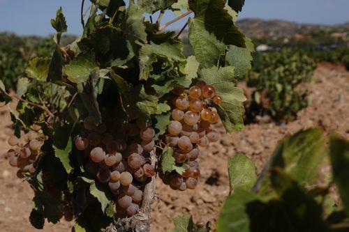 Οικονομική ενίσχυση €229.360 από ΚΟΑΠ σε οινοπαραγωγούς με ευρωπαϊκά κονδύλια