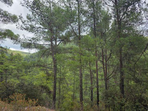 Υπό πλήρη έλεγχο δασική πυρκαγιά στα όρια της Δρούσειας