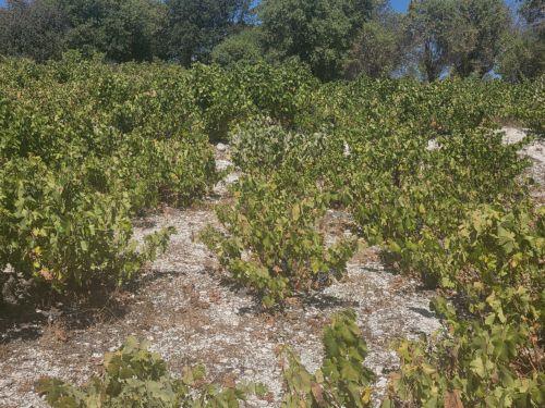 Λύνεται το πρόβλημα υδροδότησης της Πάφου και για το 2026 είπε ο ΓΔ Υπ. Γεωργίας