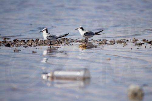 Απομακρύνθηκαν 2,3 τόνοι απορριμμάτων στο πλαίσιο περιβαλλοντικής πρωτοβουλίας