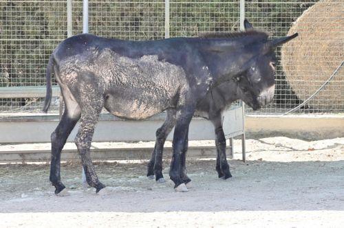 Üçüncü Kıbrıs eşeği Athalassa Çevre Merkezinde doğdu