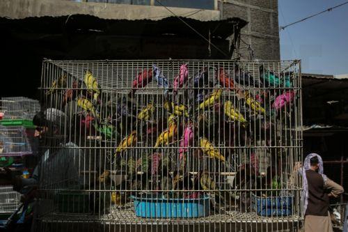 Το λαθρεμπόριο ζώντων ζώων έφθασε σε νέα επίπεδα ρεκόρ, σύμφωνα με την Interpol