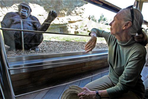 Ο Λεονάρντο Ντι Κάπριο αποχαιρετά την «ηρωίδα του πλανήτη» Τζέιν Γκούντολ