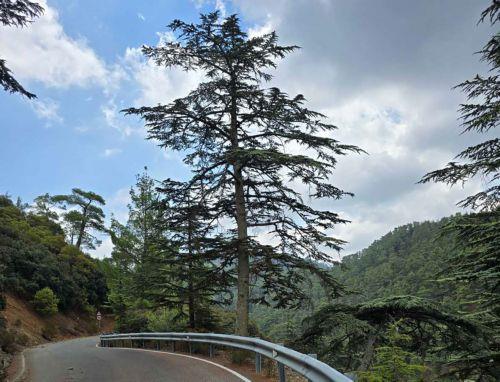 Έκταση 0,7 δεκαρίου με χαμηλή άγρια βλάστηση έκαψε πυρκαγιά στην Πελαθούσα