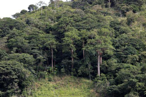 Forest growth in Cyprus exceeds logging, according to Eurostat