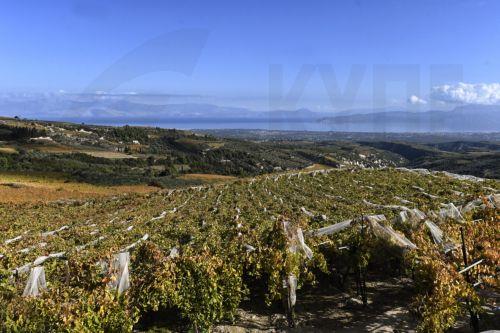 Κρατική ενίσχυση για αποκατάσταση εγκαταλελειμμένων αμπελώνων, ανακοίνωση η Έφορος