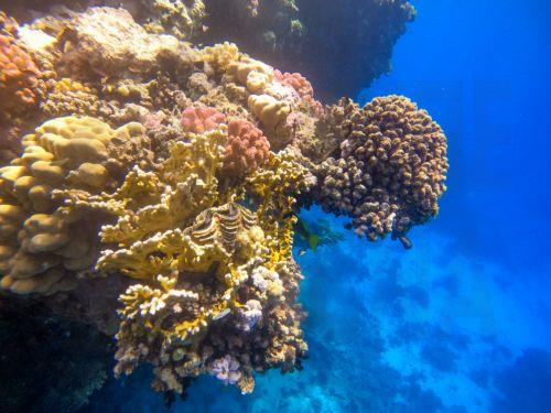 أكاديمية قبرص تستضيف ورشة دولية حول النظم البيئية البحرية في المتوسط