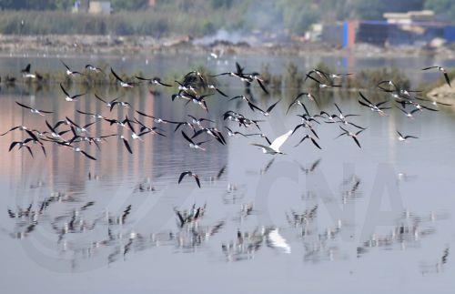 Ειδικοί εξηγούν τη σημασία της αποκατάστασης κατεστραμμένων οικοσυστημάτων