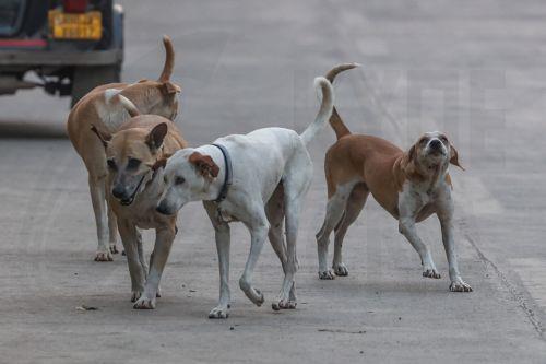Μερική καταχώριση Ευρωπαϊκής Πρωτοβουλίας Πολιτών για την προστασία αδέσποτων