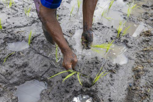 Συμφωνία στην ΕΕ για την ανάπτυξη νέας γενιάς ΓΤΟ στα φυτά