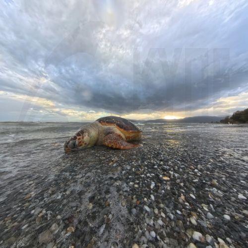 Λύπη Κοινοτικού Συμβουλίου Χλώρακας για περιστατικό κακοποίησης χελώνας
