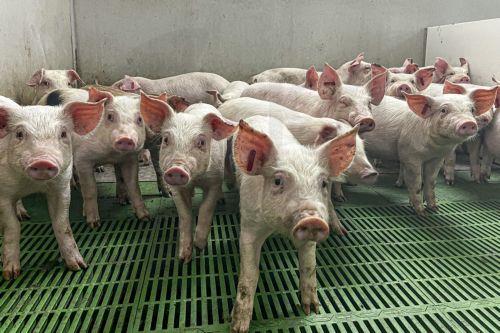 Şap hastalığına karşı aşılama Larnaka ilçesinde başladı