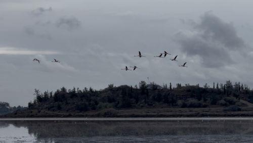 İlk flamingolar Larnakaya ulaştı