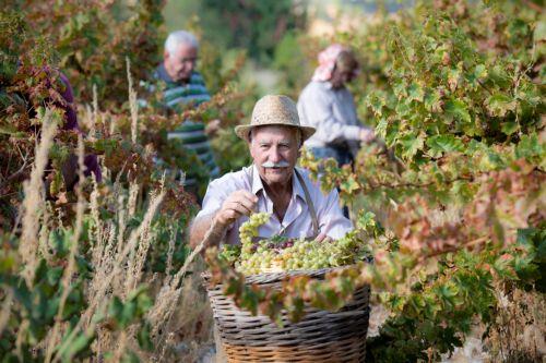 نبيذ الكوماندريا ضمن قائمة اليونسكو للتراث الثقافي غير المادي