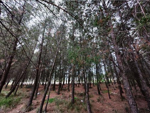 Δράσεις ευαισθητοποίησης για την προστασία δασών από Σώμα Προσκόπων Κύπρου