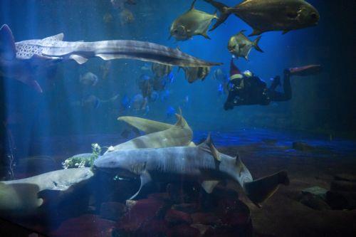 Οι καρχαρίες της Γροιλανδίας αποκαλύπτουν νέα μυστικά για την αντιγήρανση