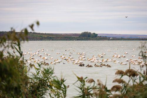 Χειμερινή απογραφή υδρόβιων πτηνών στη Βουλγαρία από 15 έως 18 Ιανουαρίου