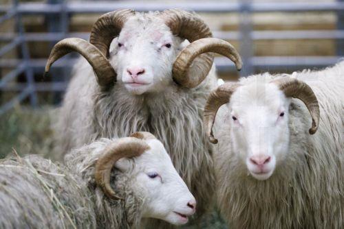 Cyprus calls for responsible action on FMD ahead of EU Commissioner visit, culling necessary scientists say