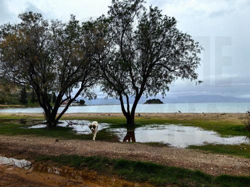 Προβληματική η έλλειψη σαφών εξαιρέσεων για ΑμεΑ στον νόμο για σκύλους, λέει το «Σήκου Πάνω»