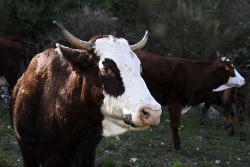Αύξηση στην παραγωγή βοοειδών στην Κύπρο το β εξάμηνο 2026, σύμφωνα με Eurostat