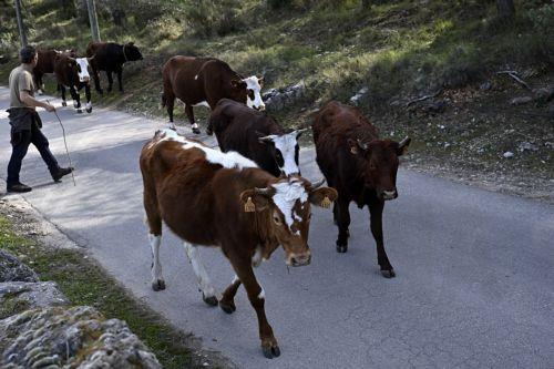 Διαψεύδει το Υπ. Γεωργίας πως η Μ. Παναγιώτου ζήτησε από λειτουργούς να σπάσουν πόρτες σε μάντρα
