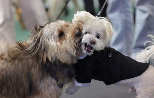 Σκυλιά έως 30 κιλά στην καμπίνα, ανακοίνωσε η Aeroitalia
