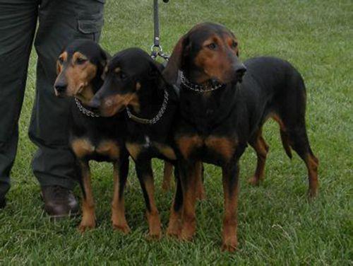 Το κόστος για μη στειρωμένο σκύλο θα έπρεπε να είναι πολύ μεγαλύτερο, λέει στο ΚΥΠΕ πρόεδρος φιλοζωικής