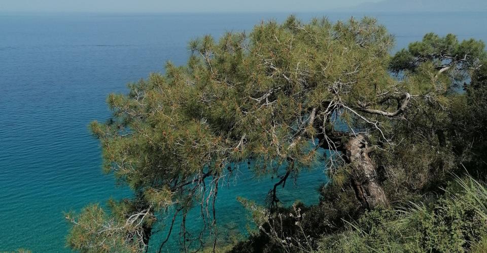 Around 30% of Cyprus