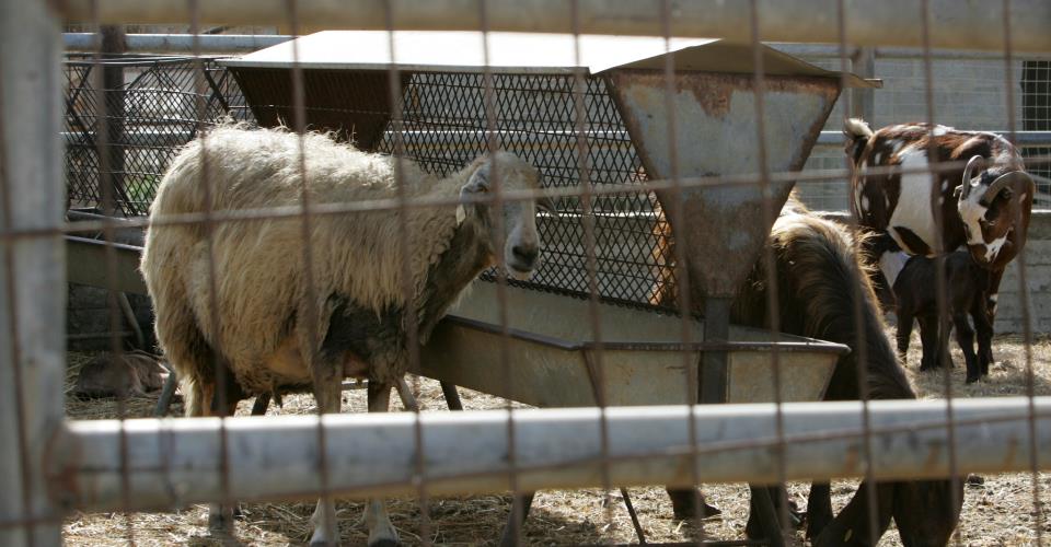 Τα είπαν με Μαλά οι κτηνοτρόφοι, ζητούν συνάντηση με ΠτΔ και προειδοποιούν με...