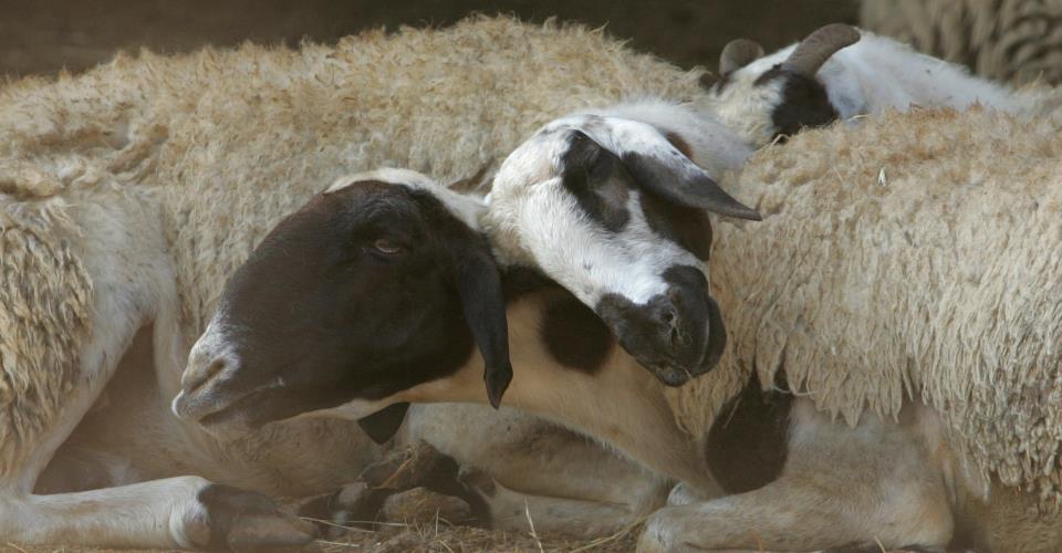 Προσβλήθηκαν 46 αιγοπρόβατα από καταρροϊκό πυρετό, κατέληξαν τα 10, λέει στο...