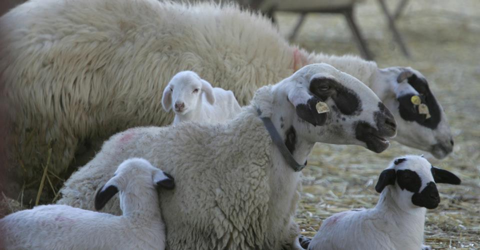 Three European experts in Cyprus by Wednesday following foot-and-mouth disease...