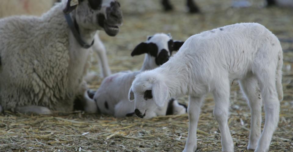 Στις 84 οι μολυσμένες μονάδες, επιβεβαιώθηκε πρώτο θετικό χοιροστάσιο στο...