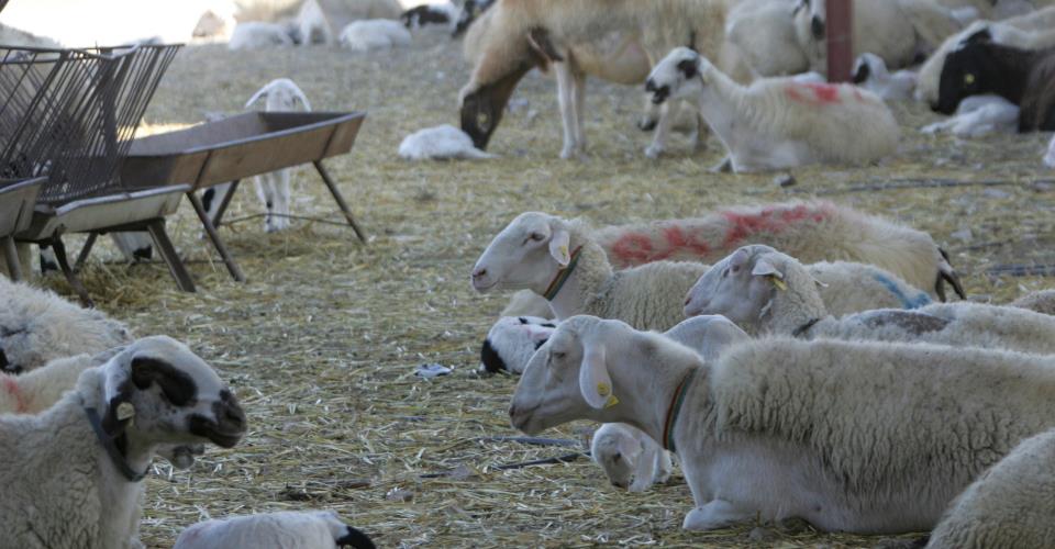 FMD vaccines handed over to Turkish Cypriots, no cases in the free areas of...