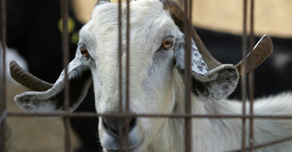 Αρνητικά αποτελέσματα στην Πάφο από αφθώδη, κρούσμα στην Δρομολαξιά,...