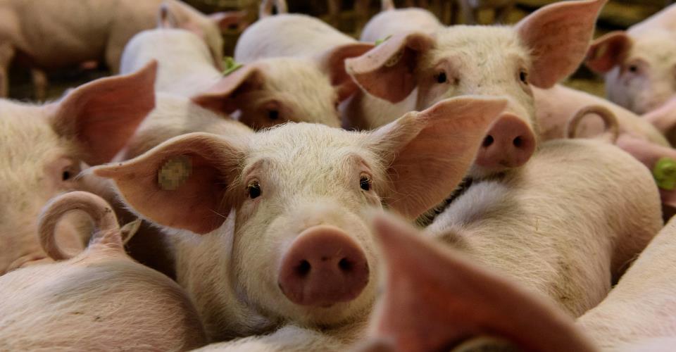 Στις 101 οι μολυσμένες μονάδες, κρούσμα αφθώδους σε δεύτερο χοιροστάσιο