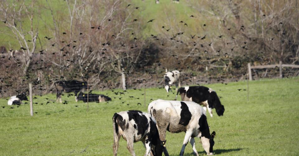Θα χρειαστεί αναδρομική μελέτη για ιό Shamonda, δεν συντρέχει λόγος ανησυχίας...