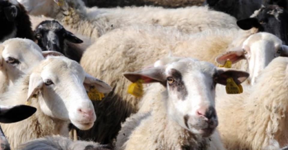 Κρούσμα αφθώδους σε μονάδα με 144 βοοειδή στο Γέρι, λένε οι Κτηνιατρικές...