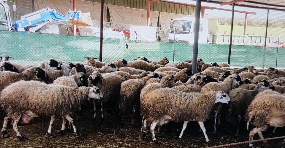 Επιβεβαιώνει νέα κρούσματα αφθώδους πυρετού  η Υπ. Γεωργίας